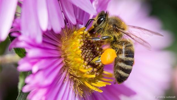 Ô nhiễm khí thải có thể làm cho ong mật khó nhận biết mùi hương của hoa - 1