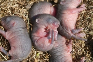 Chuột con được sinh ra từ tế bào da của chuột mẹ - 1