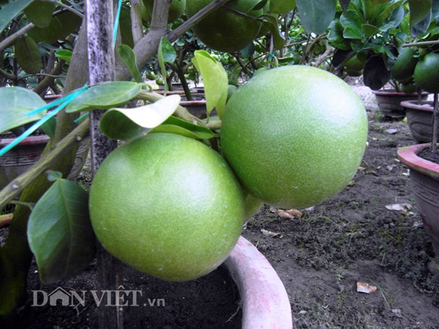 Bưởi cảnh tiền triệu rục rịch "đón đầu" dịp Tết - 2
Những chậu bưởi cảnh đang được chăm sóc để đợi xuất bán vào dịp Tết