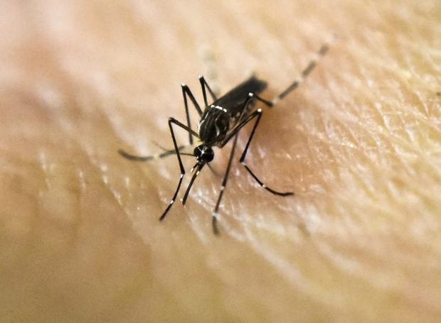 Muỗi Aedes Aegypti làm lây lan bệnh Zika, sốt xuất huyết và sốt vàng da (Ảnh: Getty)