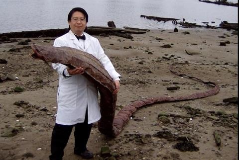 Phát hiện xác "quái vật biển" ở Nhật Bản - 2 Phát hiện xác "quái vật biển" ở Nhật Bản - 2