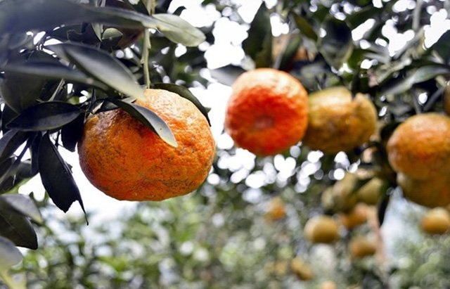 Cam sành Hàm Yên khi chín có màu vàng sậm, tỷ lệ đường trong quả đạt tới 16%, rất ngọt. Đây cũng là loại quả lọt vào Top 10 loại quả ngon nhất Việt Nam. Vài năm trở lại đây, 60% sản lượng cam được tiêu thụ ở thị trường miền Nam. Thị trường này lại chuộng cam xanh nên chưa vào chính vụ, người trồng cam ở Hàm Yên đã thu hoạch sớm.