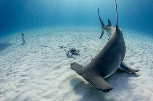 Bị phạt tù vì đấm cá mập đầu búa - 1