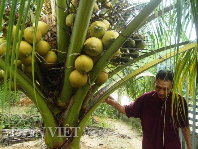 "Bí kíp" khác người giúp dừa sai quả, nhiều nước - 2 Cận cảnh cây dừa sai quả.
