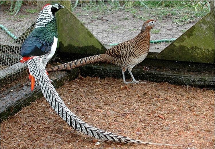 Tìm hiểu một số bệnh thường gặp trên chim trĩ và cách phòng ngừa