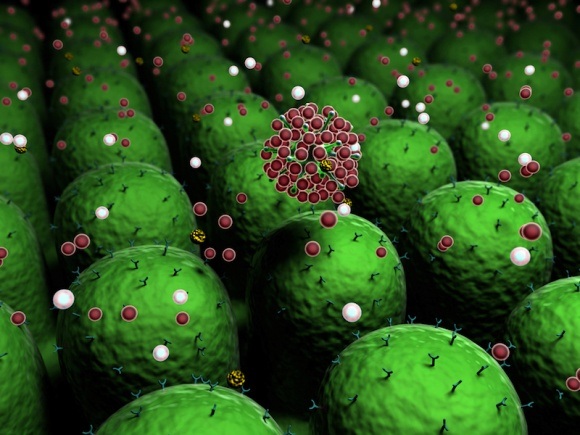 Phân tử sinh học 'Miniantibody' làm giảm viêm và đau - 1 Phân tử sinh học 'Miniantibody' làm giảm viêm và đau - 1