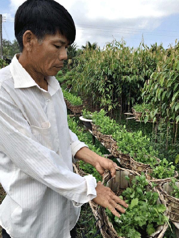 Mai nở sớm, nhà nông “héo ruột” - 2 Hoa cúc của người dân xã Long Thới bị hư hại sau khi phun thuốc. Ảnh: H.X