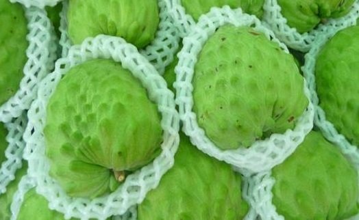 Mãng cầu Đài Loan khổng lồ, gần 1 triệu đồng/quả - 2
Để mua được loại mãng cầu nhập khẩu này không hề dễ dàng