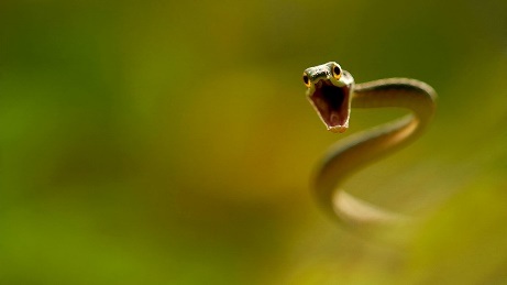 Chất chống nọc độc từ các hạt nano có thể điều trị vết rắn cắn - 1