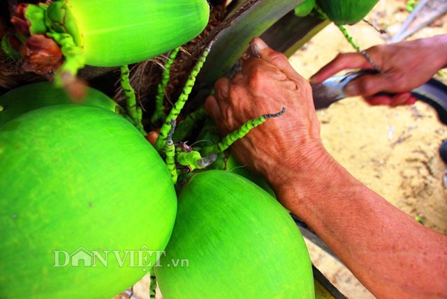 "Quá đã" vườn dừa xiêm lùn siêu ngọt trĩu trái nằm sát biển - 7 "Quá đã" vườn dừa xiêm lùn siêu ngọt trĩu trái nằm sát biển - 7