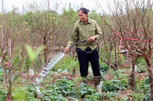 Quất mất mùa, đào chờ… thời tiết - 6 Đối với người dân trồng đào ở Nhật Tân, do thời tiết nắng nóng, họ chọn thời điểm tuốt lá muộn hơn mọi năm.