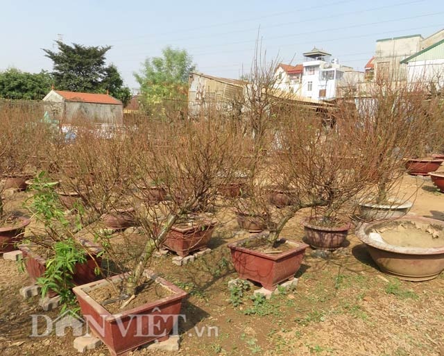 Gặp người chỉ làm đào thế theo tích cổ ở Thủ đô - 7 Gặp người chỉ làm đào thế theo tích cổ ở Thủ đô - 7