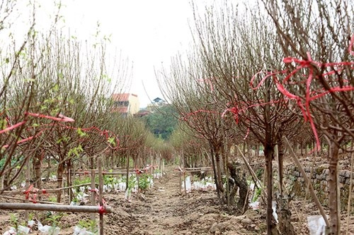 Quất mất mùa, đào chờ… thời tiết - 7 Do đó hầu như đào Nhật Tân đều đang mới ở giai đoạn đâm chồi non.