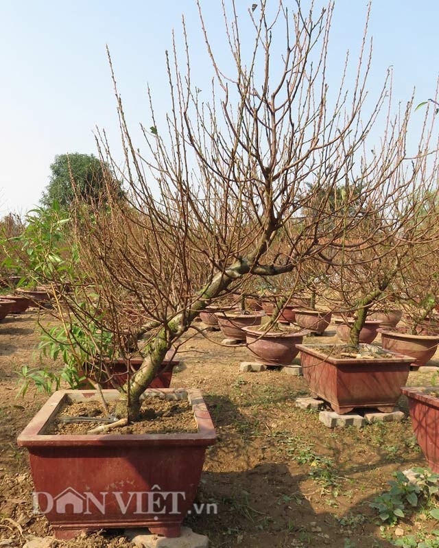 Gặp người chỉ làm đào thế theo tích cổ ở Thủ đô - 8 Để tạo được cây đào thế đẹp phải mất từ 7-8 năm trở lên.