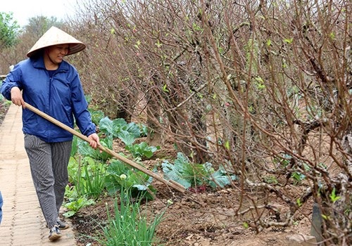Quất mất mùa, đào chờ… thời tiết - 8 Cô Nhuận, chủ vườn đào Nhuận Phát cho biết, gia đình vừa tuốt lá vào đầu tháng 11 Âm lịch. Nếu thuận lợi thì cây sẽ ra hoa đẹp vào đúng dịp Tết. Tất cả trông chờ vào thời tiết tháng cuối năm.