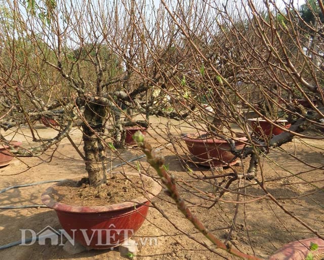 Gặp người chỉ làm đào thế theo tích cổ ở Thủ đô - 9 Những cây đào thế của ông Lan đang nảy lộc chuẩn bị “chào Xuân”.