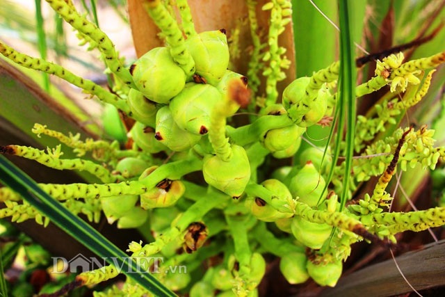 "Quá đã" vườn dừa xiêm lùn siêu ngọt trĩu trái nằm sát biển - 3 "Quá đã" vườn dừa xiêm lùn siêu ngọt trĩu trái nằm sát biển - 3