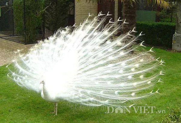 "Hàng độc" chim công lông tím: Bỏ tiền trăm triệu vẫn khó mua - 3
Ngoài chim công tím, hiện trang trại chim của anh Quỳnh còn nuôi một số loại chim công như chim xanh, trắng…