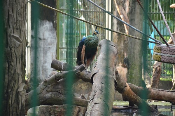 Sư thầy từ miền Tây lên Sài Gòn xin nhận lại chim khổng tước - 2
Chim khổng tước quý hiếm được chăm sóc trong Thảo Cầm Viên Sài Gòn