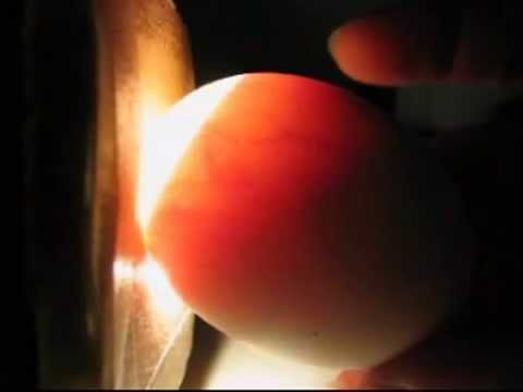 Bí quyết chọn trứng tươi ngon không phải ai cũng biết - 2 Bí quyết chọn trứng tươi ngon không phải ai cũng biết - 2