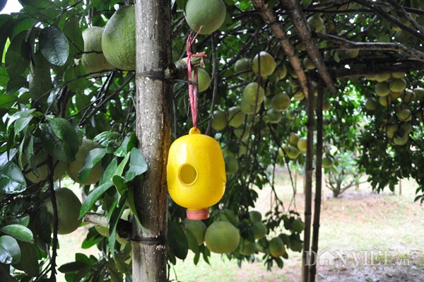 Vườn bưởi của "vua bưởi xứ Mường" cháy hàng trước Tết - 3 Ông Hùng dùng các bẫy thủ công để bắt côn trùng.