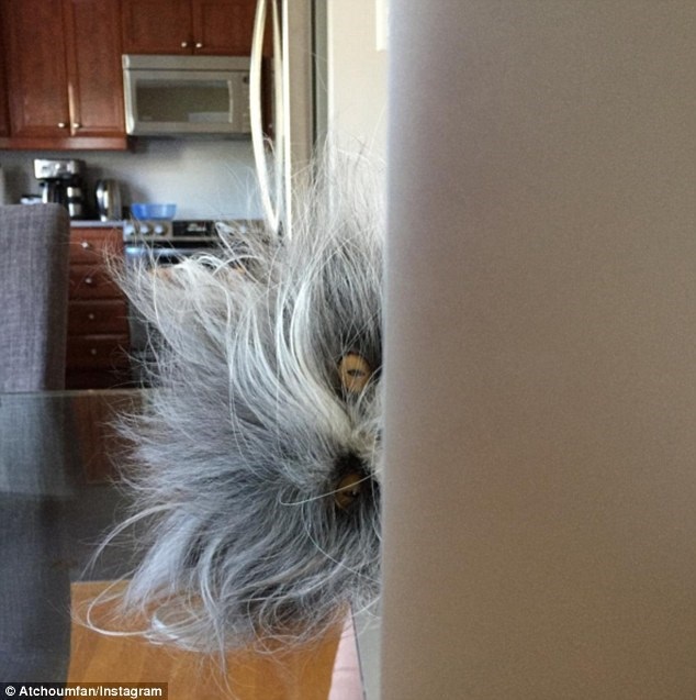 Bức ảnh khiến cộng đồng mạng "điên đầu" không biết là chó hay mèo - 3
(Nguồn: DailyMail)