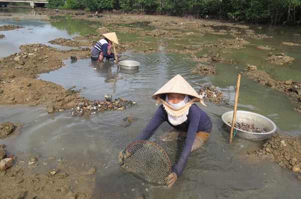 Chị Nguyễn Thị Liên (55 tuổi), cũng ở xã Xuân Thọ 2 (TX Sông Cầu),đang cào dắt, chia sẻ: Nghề này ngâm dưới bùn cả ngày về đến nhà tay chân rã rời. Ảnh: Mạnh Hoài Nam