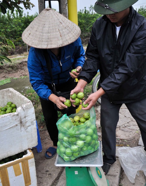 Khấm khá, giàu lên nhờ... ổi - 2
Không chỉ bán lẻ, ổi Đông Dư còn được các lái buôn ở nhiều nơi về thu gom mang đi khắp cả nước.