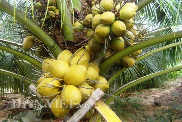 "Bí kíp" khác người giúp dừa sai quả, nhiều nước - 3 Cách làm khác người giúp cho dừa sai quả.