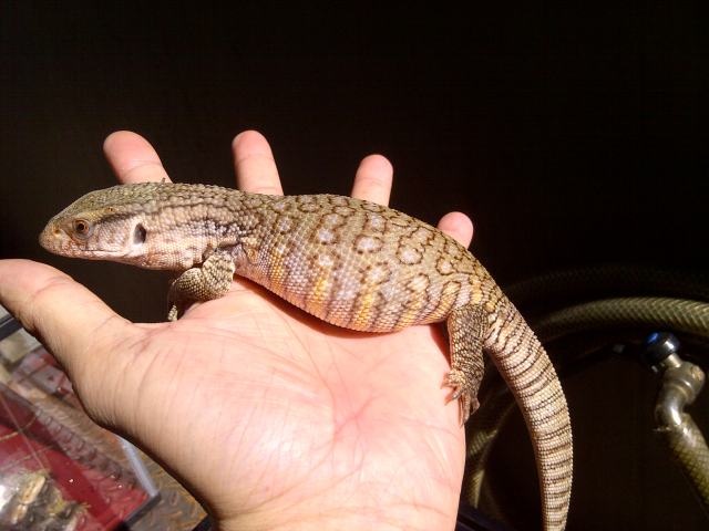 Chẳng tiếc tiền triệu giới trẻ thi nhau nuôi thằn lằn - 2
Loại ăn thịt Savannah Monitor