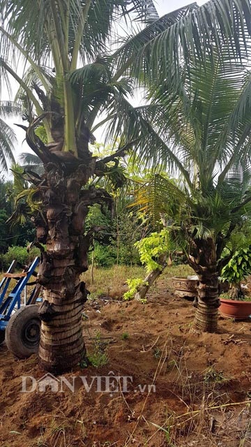 Dừa trổ ra cây con siêu lạ ở Bến Tre - 3 Dừa trổ ra cây con siêu lạ ở Bến Tre - 3