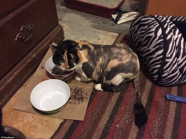 Mèo hoang mọc lông như hồ ly 9 đuôi - 3 Mèo Hidey sau khi được xén lông.