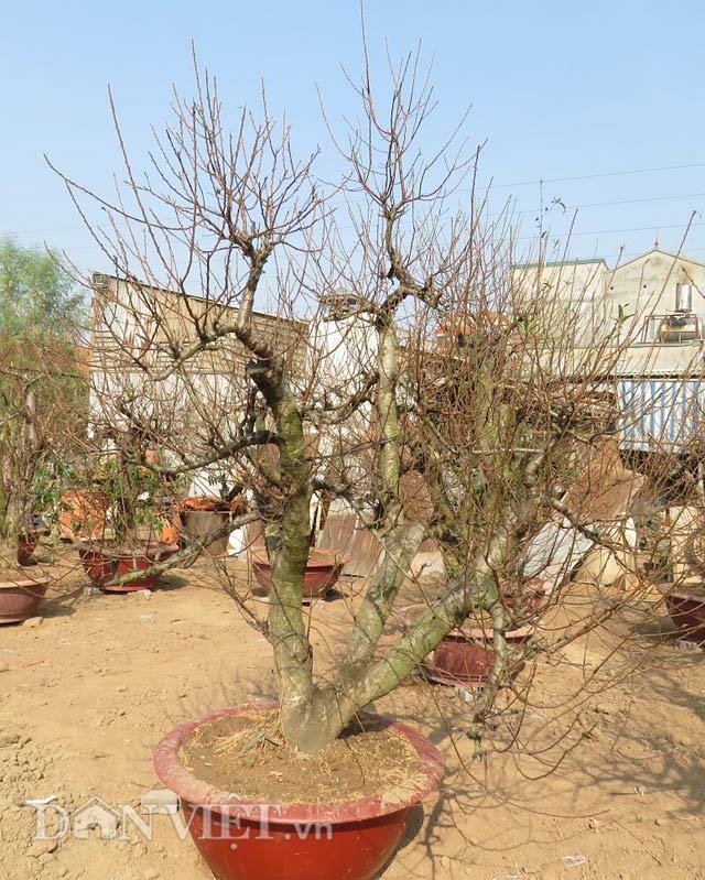 Gặp người chỉ làm đào thế theo tích cổ ở Thủ đô - 3 Đào thế tam đa (Phúc, Lộc, Thọ)