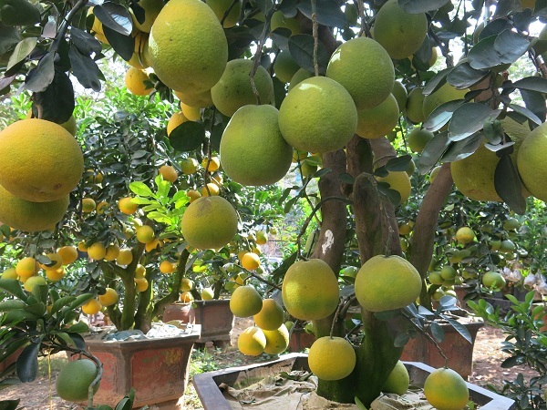 Chiêm ngưỡng những cây bưởi cảnh trăm quả, giá vài chục triệu đồng - 3
Cũng theo chủ vườn, sở thích về kiểu dáng chơi bưởi cảnh đa dạng nhưng tiêu chí chung là tán tròn, nhiều quả, sắc quả chín vàng, cây xanh tốt đầy đủ lộc lá...
