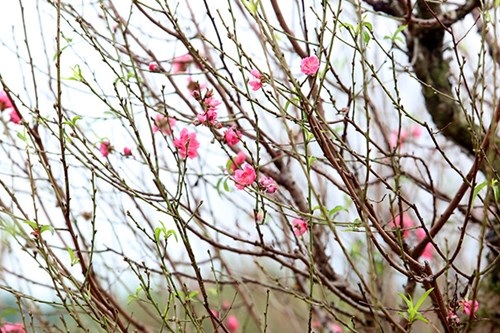 Quất mất mùa, đào chờ… thời tiết - 9 Quất mất mùa, đào chờ… thời tiết - 9