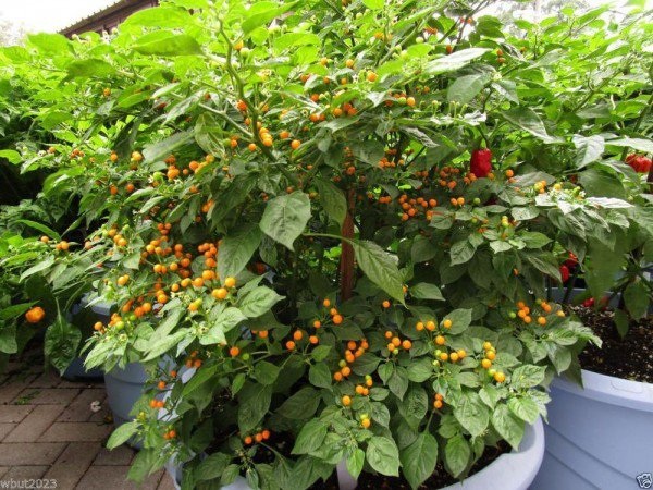 Chiêm ngưỡng loại ớt đắt nhất thế giới với giá nửa tỷ một kg - 3 Chiêm ngưỡng loại ớt đắt nhất thế giới với giá nửa tỷ một kg - 3