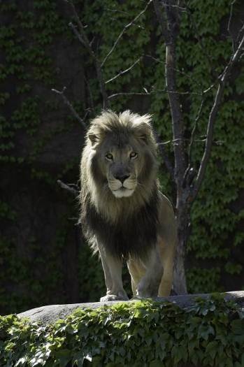 Du lịch tiết kiệm khi đến Chicago - 3 Sư tử châu Phi tại Sở thú Công viên Lincoln. Ảnh: Lincoln Park Zoo