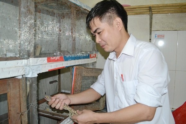 Thạc sỹ lương không đủ sống, bỏ bục giảng đi nuôi dế - 4 Anh Thắng giới thiệu về con tắc kè được nuôi trong trang trại