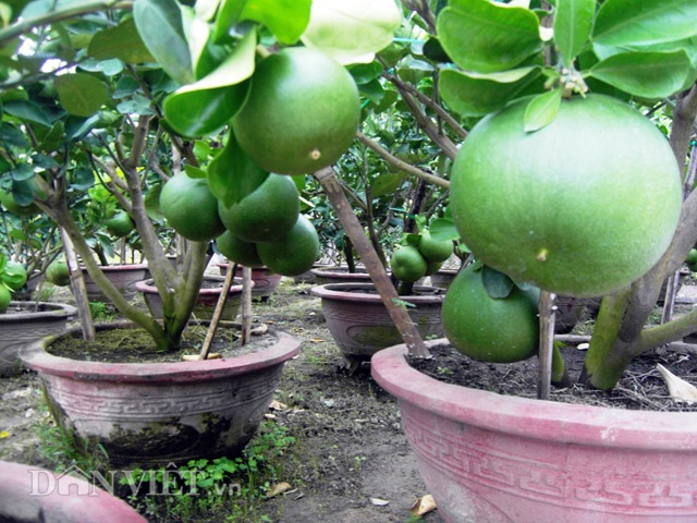 Bưởi cảnh tiền triệu rục rịch "đón đầu" dịp Tết - 4
Vườn bưởi hút mắt người xem
