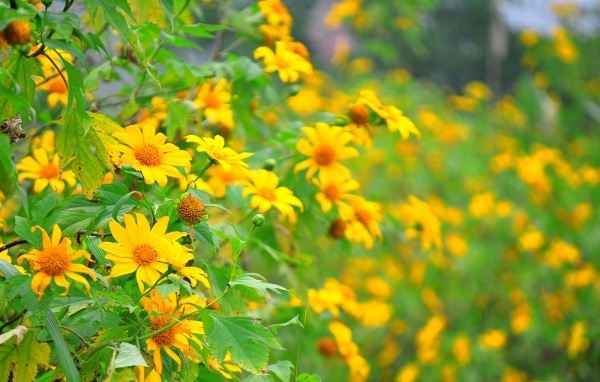 Dã quỳ Đà Lạt thúc giục các tín đồ du lịch - 2 Dã quỳ Đà Lạt thúc giục các tín đồ du lịch - 2