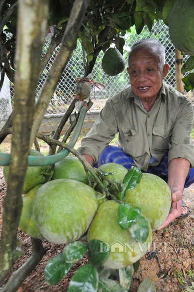 Vườn bưởi của "vua bưởi xứ Mường" cháy hàng trước Tết - 4 Ông Hùng bên cây bưởi 2 năm tuổi có chùm quả với số lượng khủng.