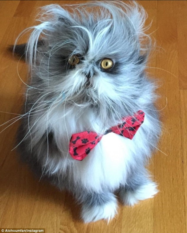 Bức ảnh khiến cộng đồng mạng "điên đầu" không biết là chó hay mèo - 4
(Nguồn: DailyMail)