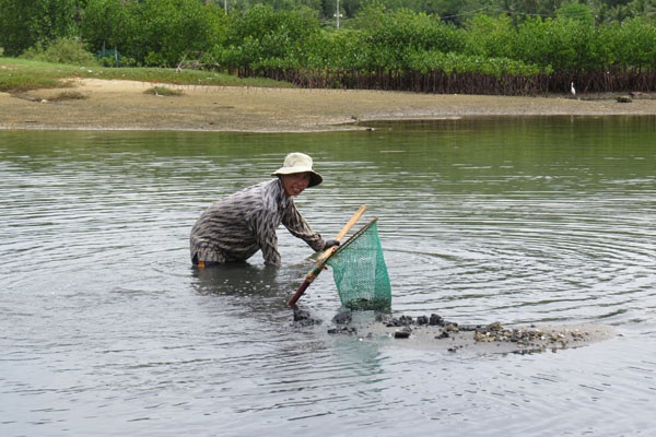 Đàn ông “sức dài, vai rộng” thì dùng cây sào gắn cái rổ xúc tìm con dắt. Hôm nào xúc trúng mánh thì được khoảng 5 kg. Ảnh: Mạnh Hoài Nam