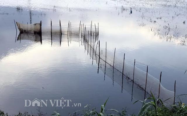 Mang lưới, vác nơm ra đồng "kiếm cơm" trong mùa lũ - 4 Mang lưới, vác nơm ra đồng "kiếm cơm" trong mùa lũ - 4