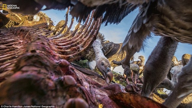 Lộ diện những bức ảnh đẹp nhất cuộc thi ảnh National Geographic 2016 - 3 Lộ diện những bức ảnh đẹp nhất cuộc thi ảnh National Geographic 2016 - 3