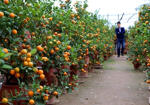 Quất mất mùa, đào chờ… thời tiết - 4 Quất mất mùa, đào chờ… thời tiết - 4