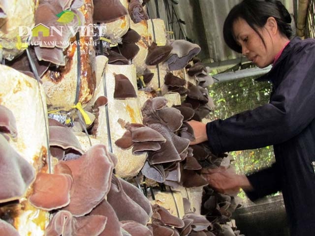 Trồng nấm“hốt” bạc nhờ Tết - 4 Người dân tăng công suất trồng nấm đáp ứng thị trường Tết