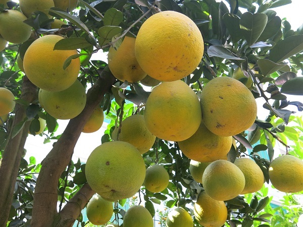 Chiêm ngưỡng những cây bưởi cảnh trăm quả, giá vài chục triệu đồng - 4
Những cây có giá thành cao từ 20 - 40 triệu đồng thường phải là cây có kiểu dáng độc và lạ. Ngoài ra, số lượng quả phải đảm bảo khoảng 70 - 80 quả/cây trở lên.