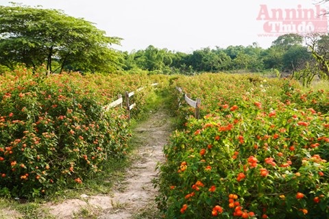 Có một thảo nguyên đẹp mê hồn giữa lòng Hà Nội - 4 Có một thảo nguyên đẹp mê hồn giữa lòng Hà Nội - 4