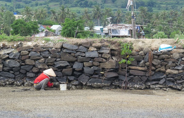 Bắt hàu bám ở bờ đá. Ảnh: Mạnh Hoài Nam